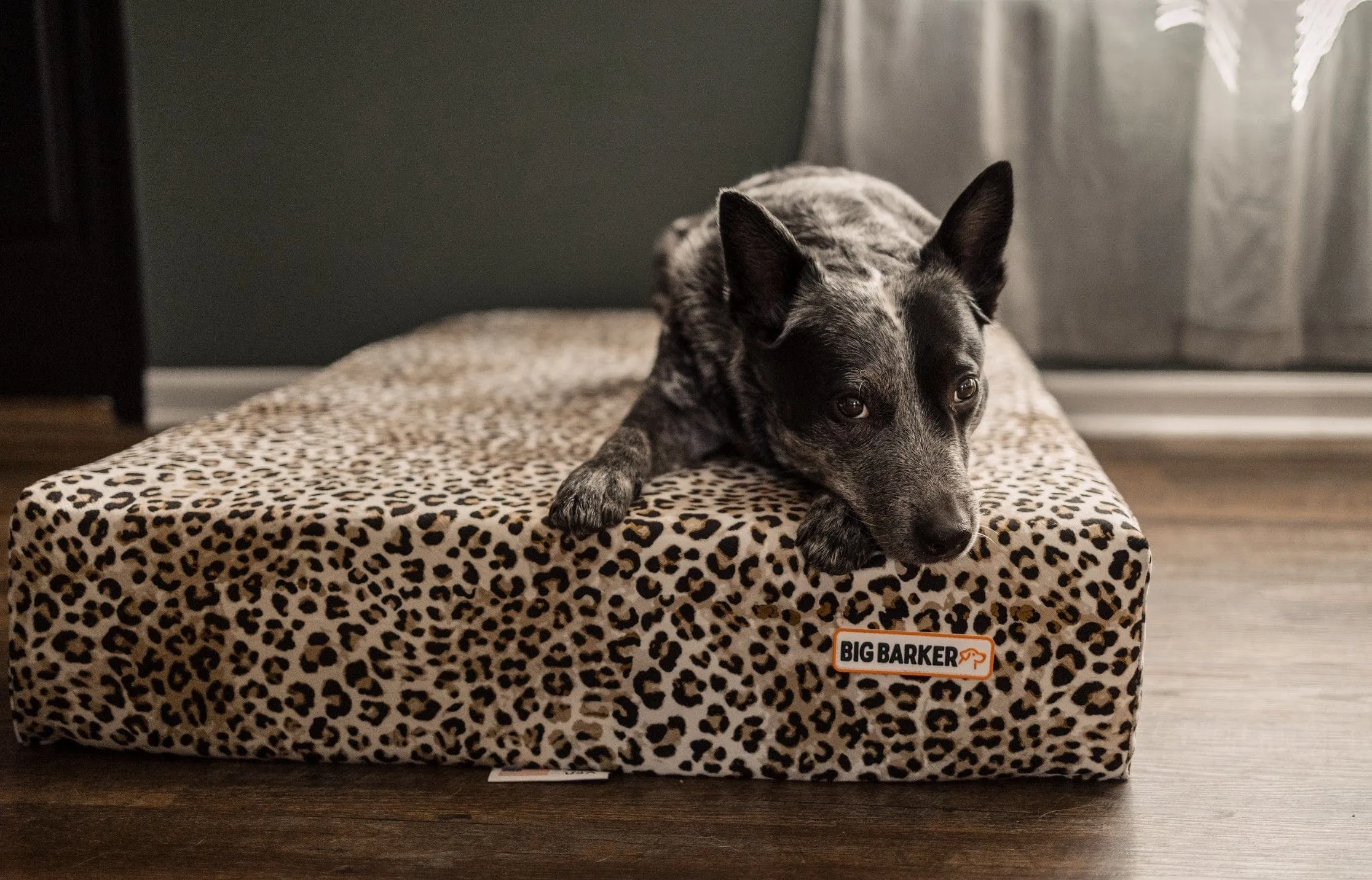 Animal Print Cover | Sleek Edition