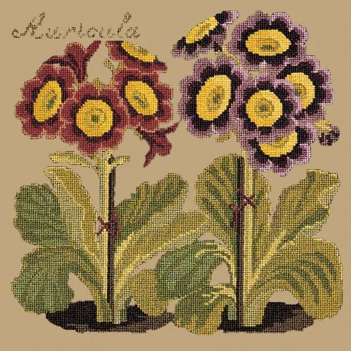 Auricula