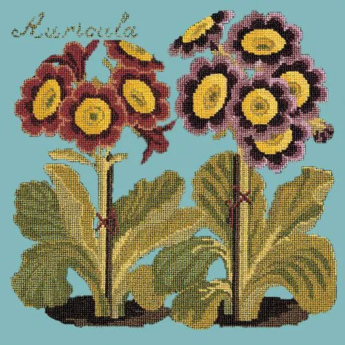 Auricula