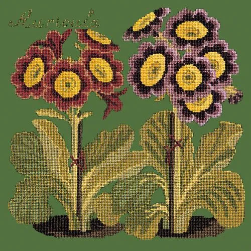 Auricula