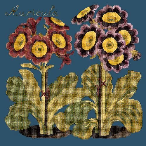 Auricula