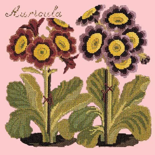 Auricula