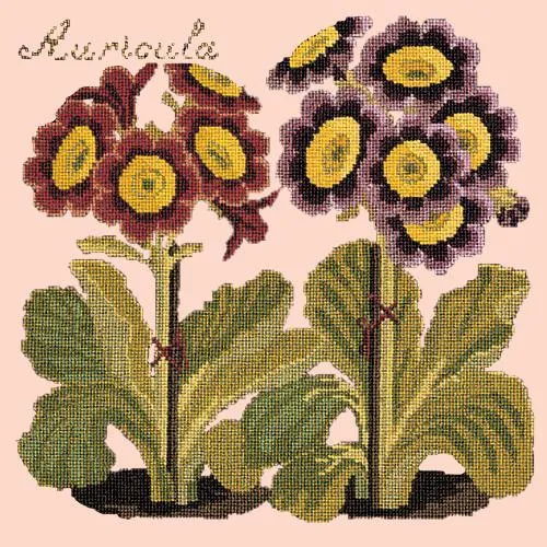 Auricula