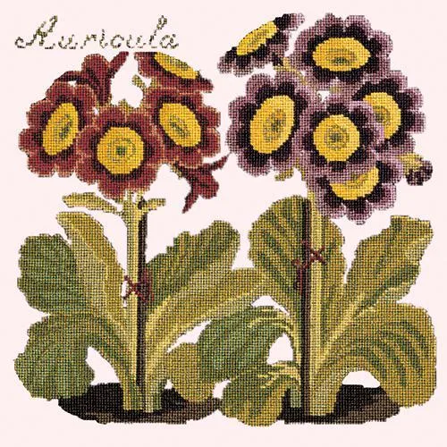 Auricula