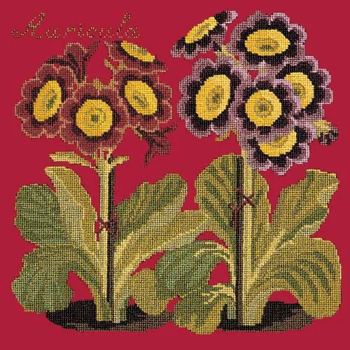 Auricula