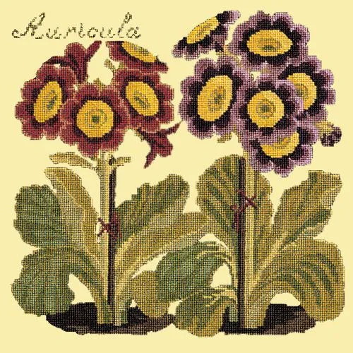 Auricula