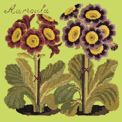 Auricula