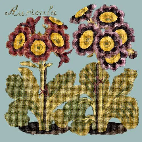 Auricula