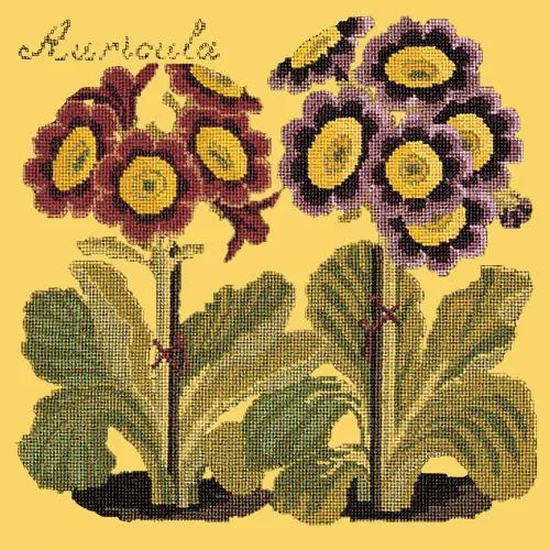 Auricula