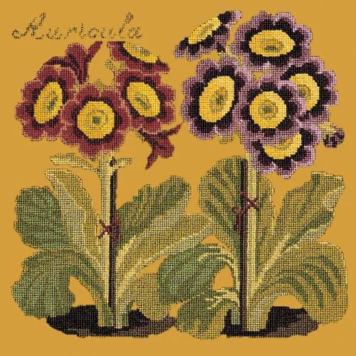 Auricula