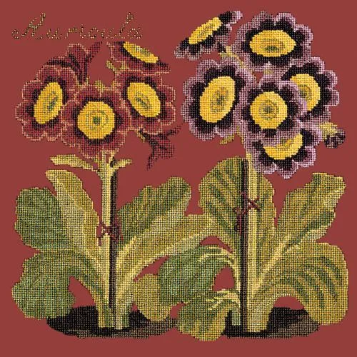 Auricula