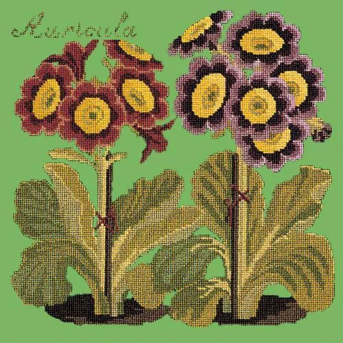 Auricula