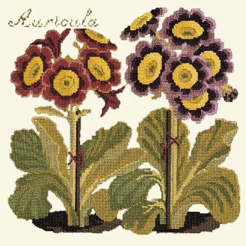 Auricula