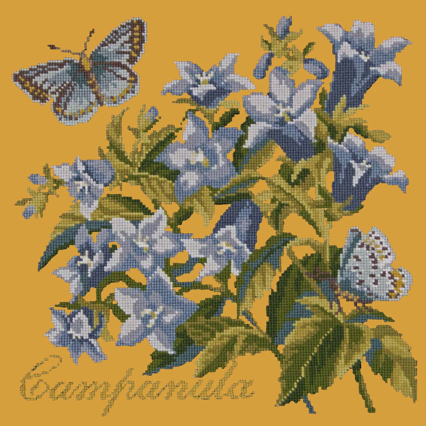 Campanula