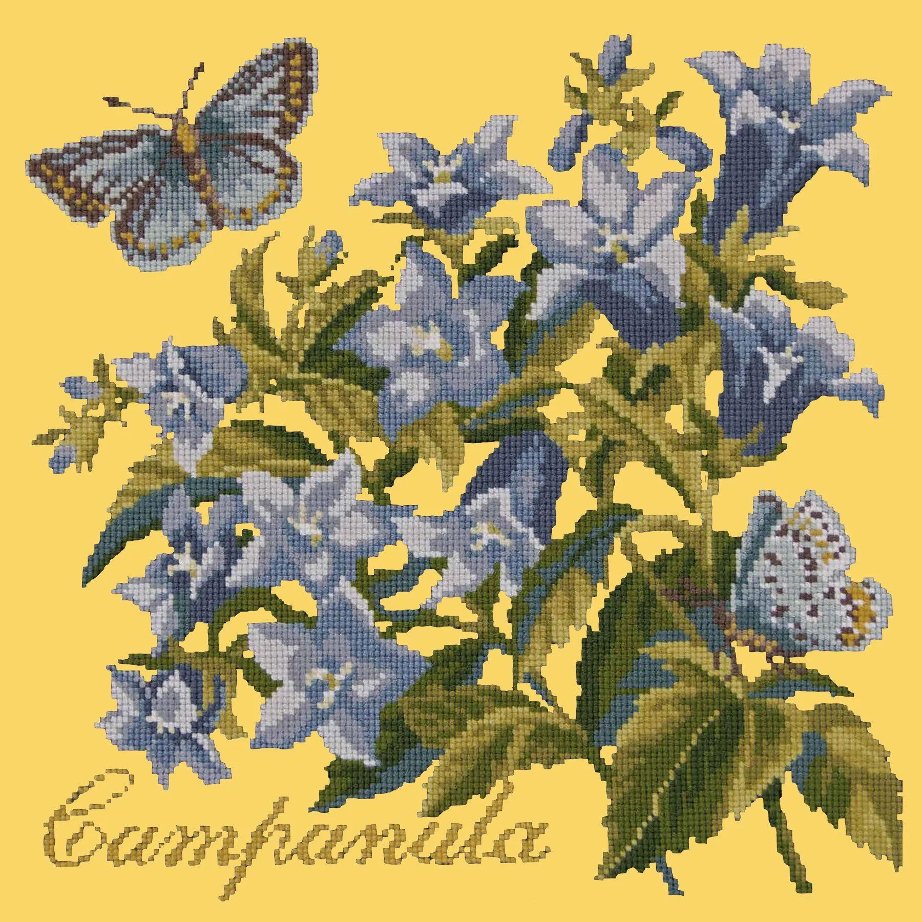 Campanula