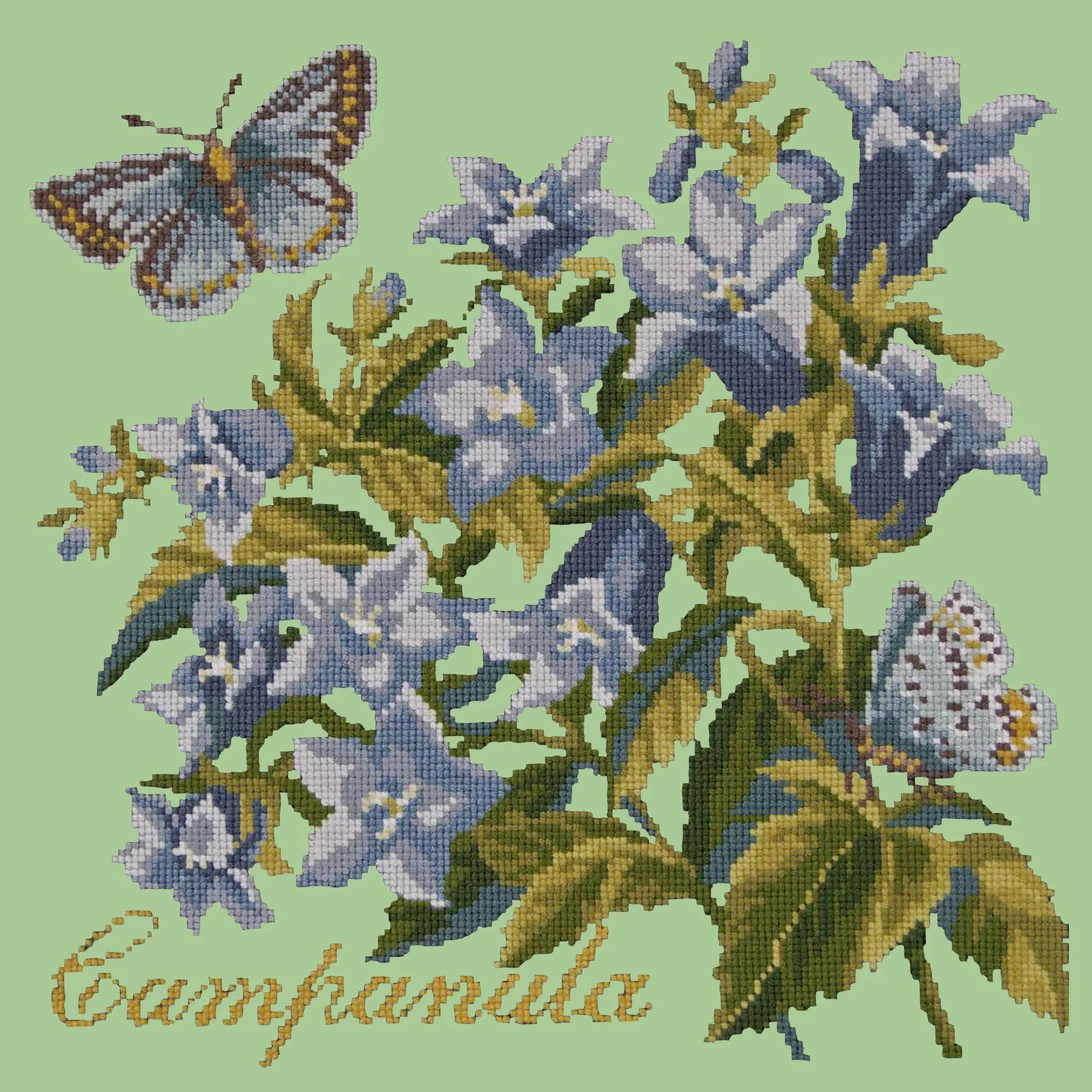 Campanula