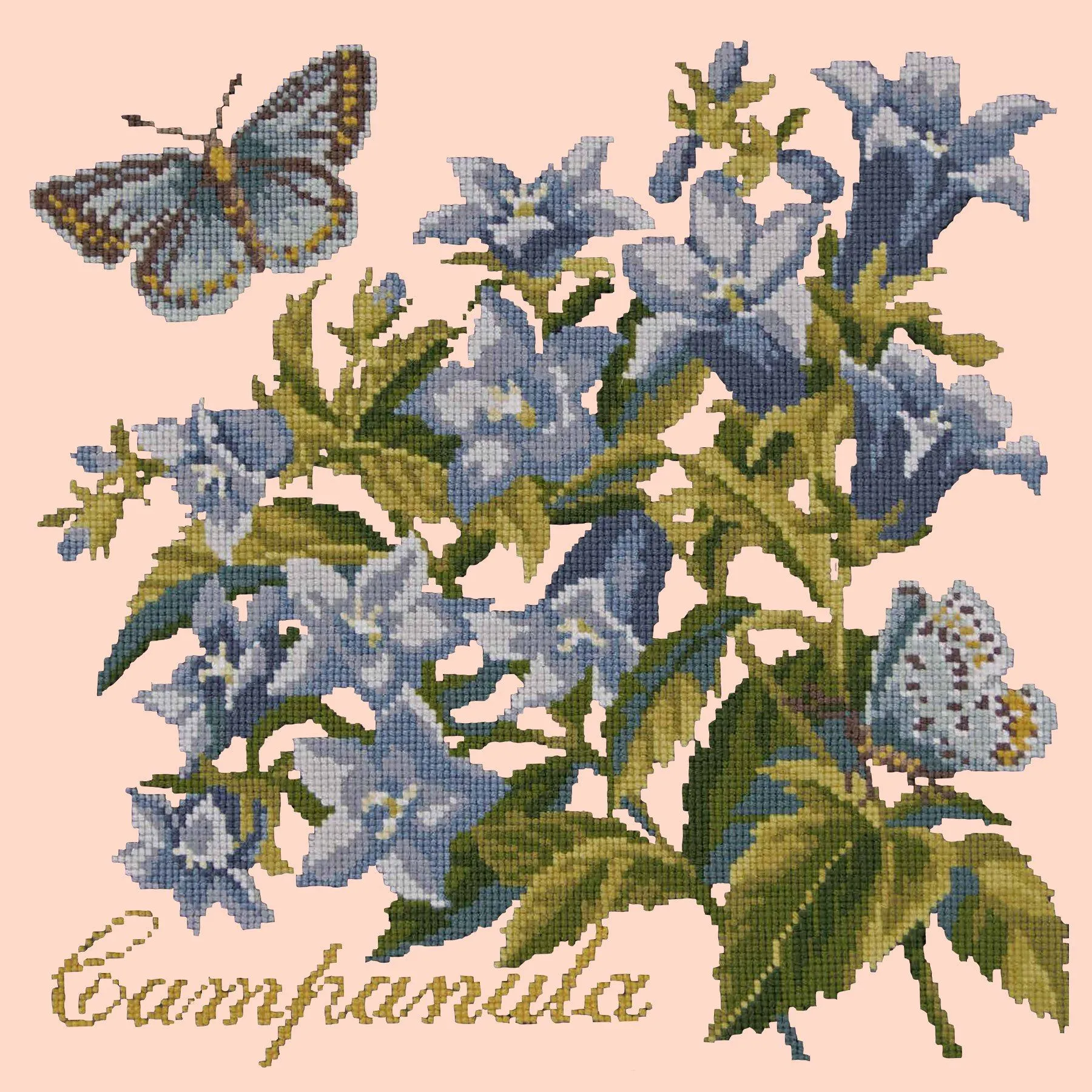 Campanula