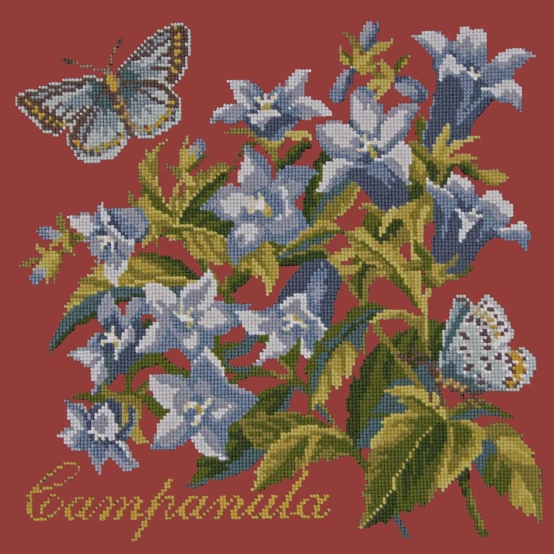 Campanula