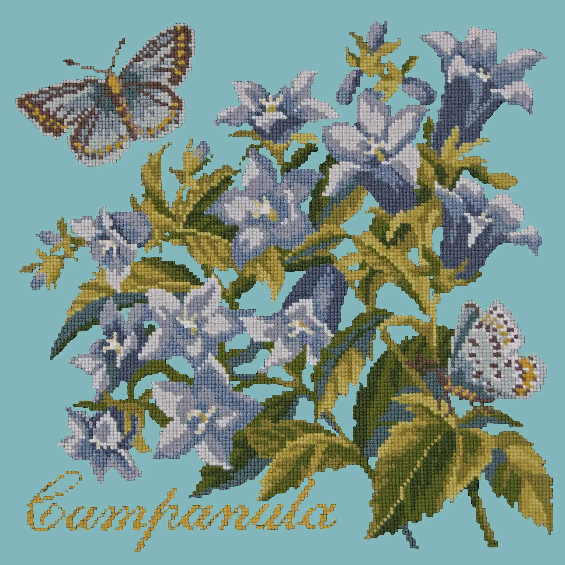 Campanula