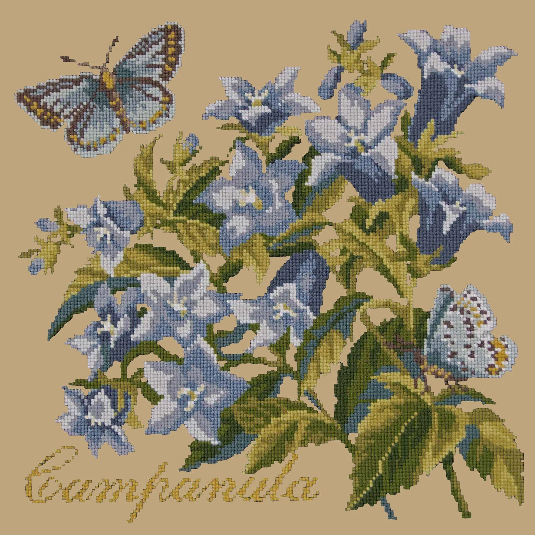 Campanula