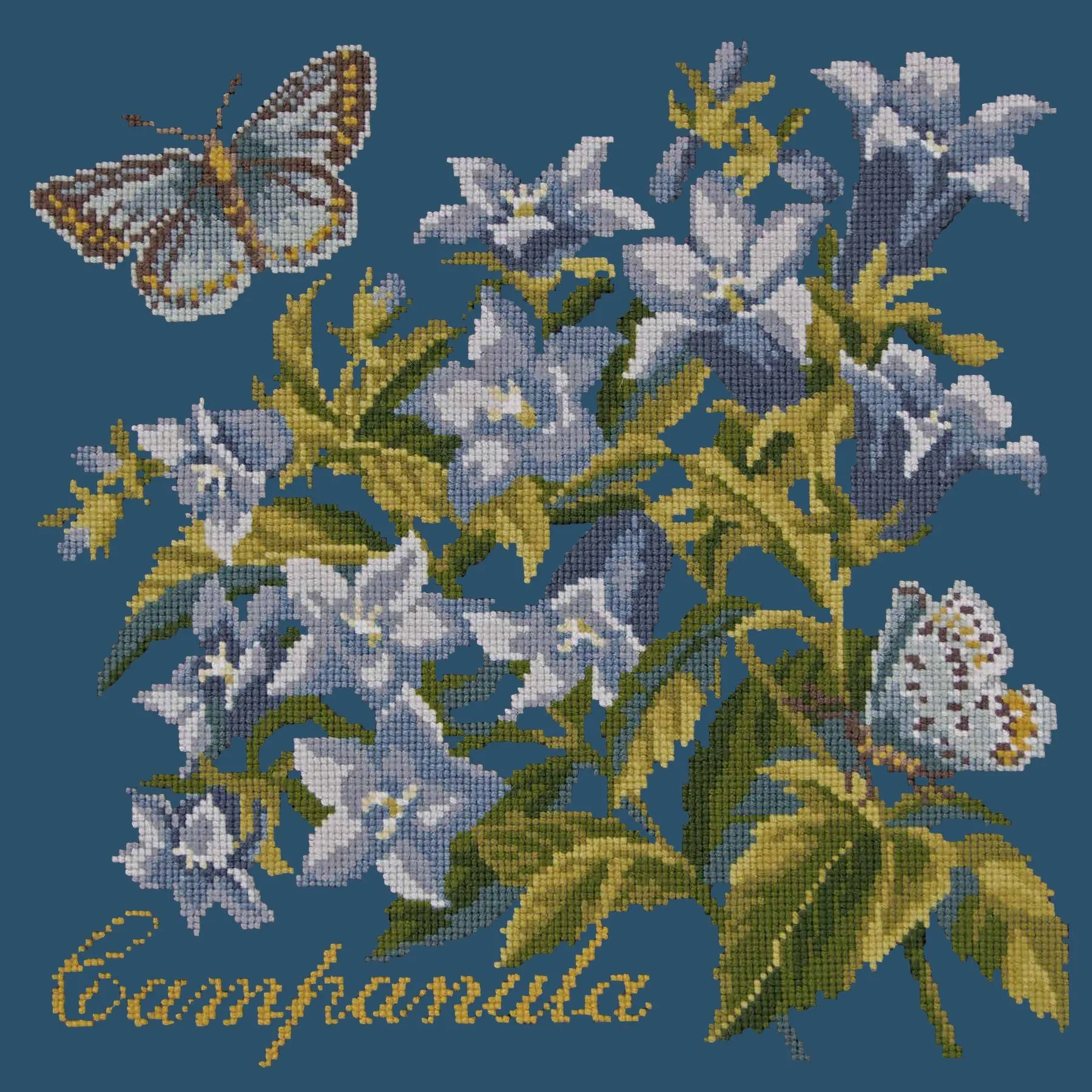 Campanula