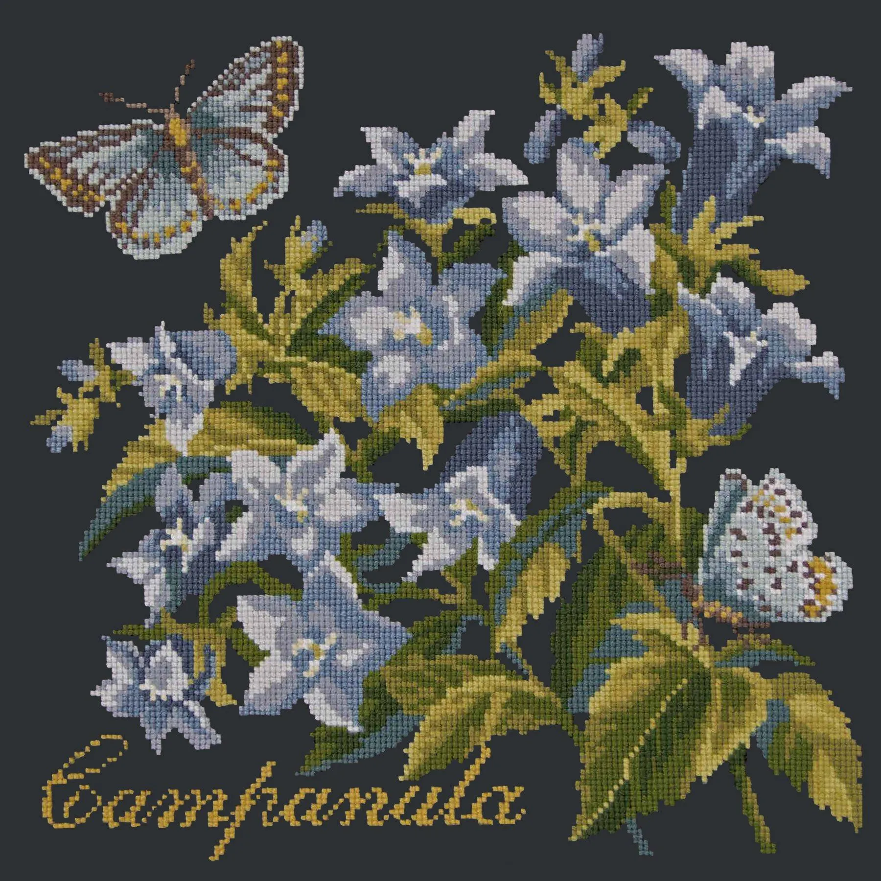Campanula