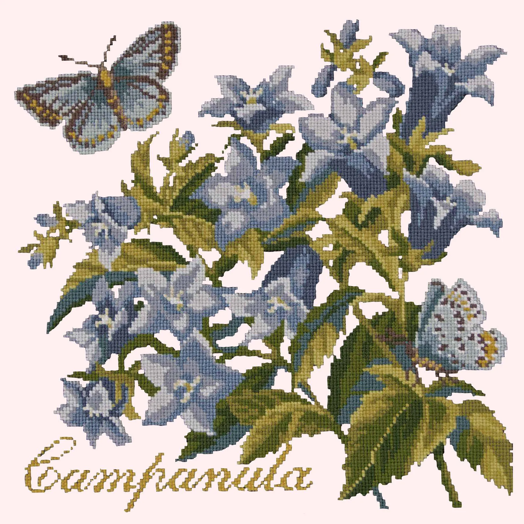 Campanula