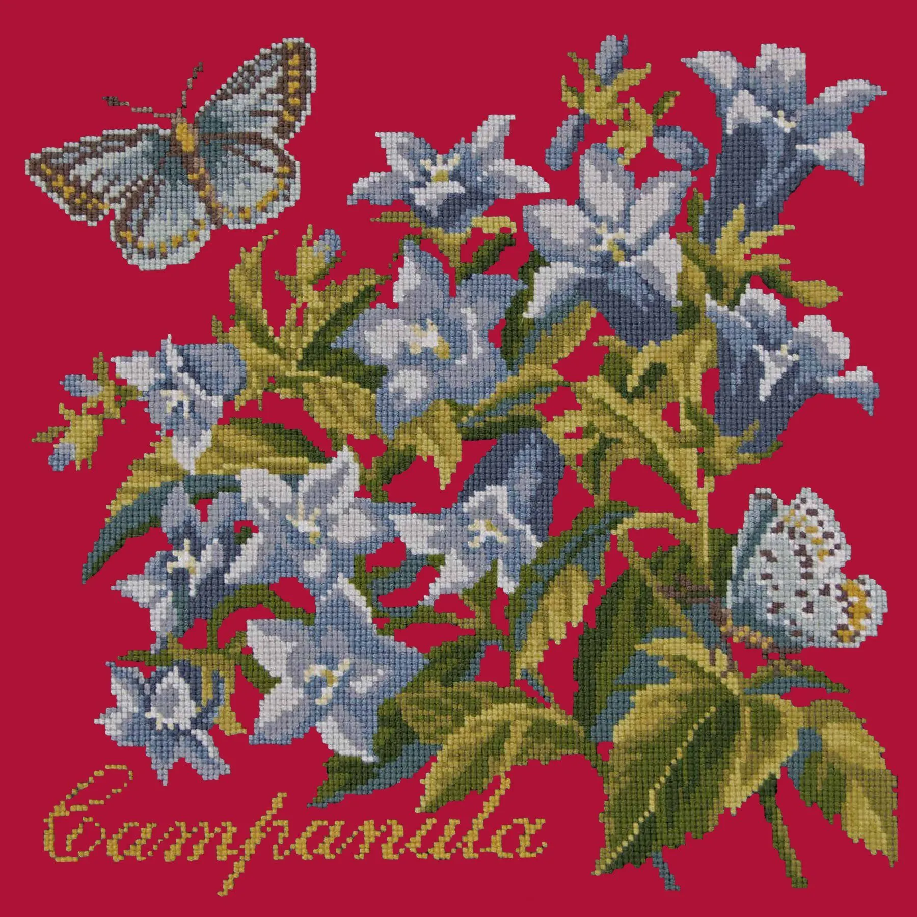 Campanula