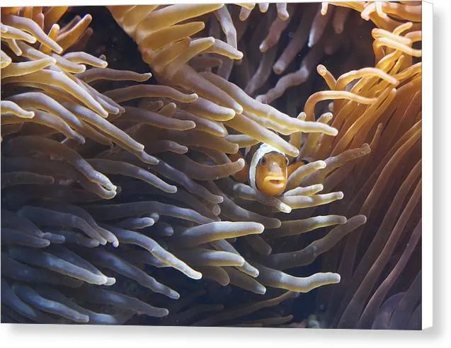Clownfish - Canvas Print