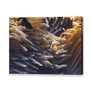 Clownfish - Canvas Print