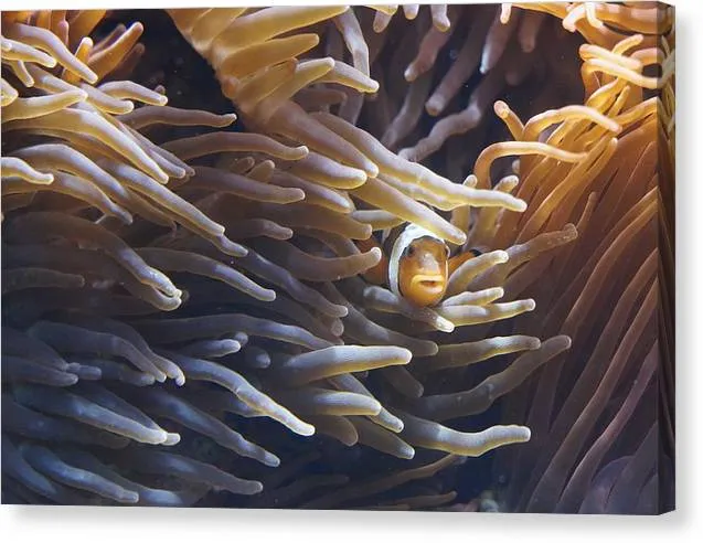 Clownfish - Canvas Print