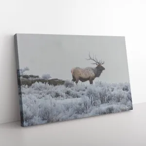 Elk Canvas by Terry Sinn