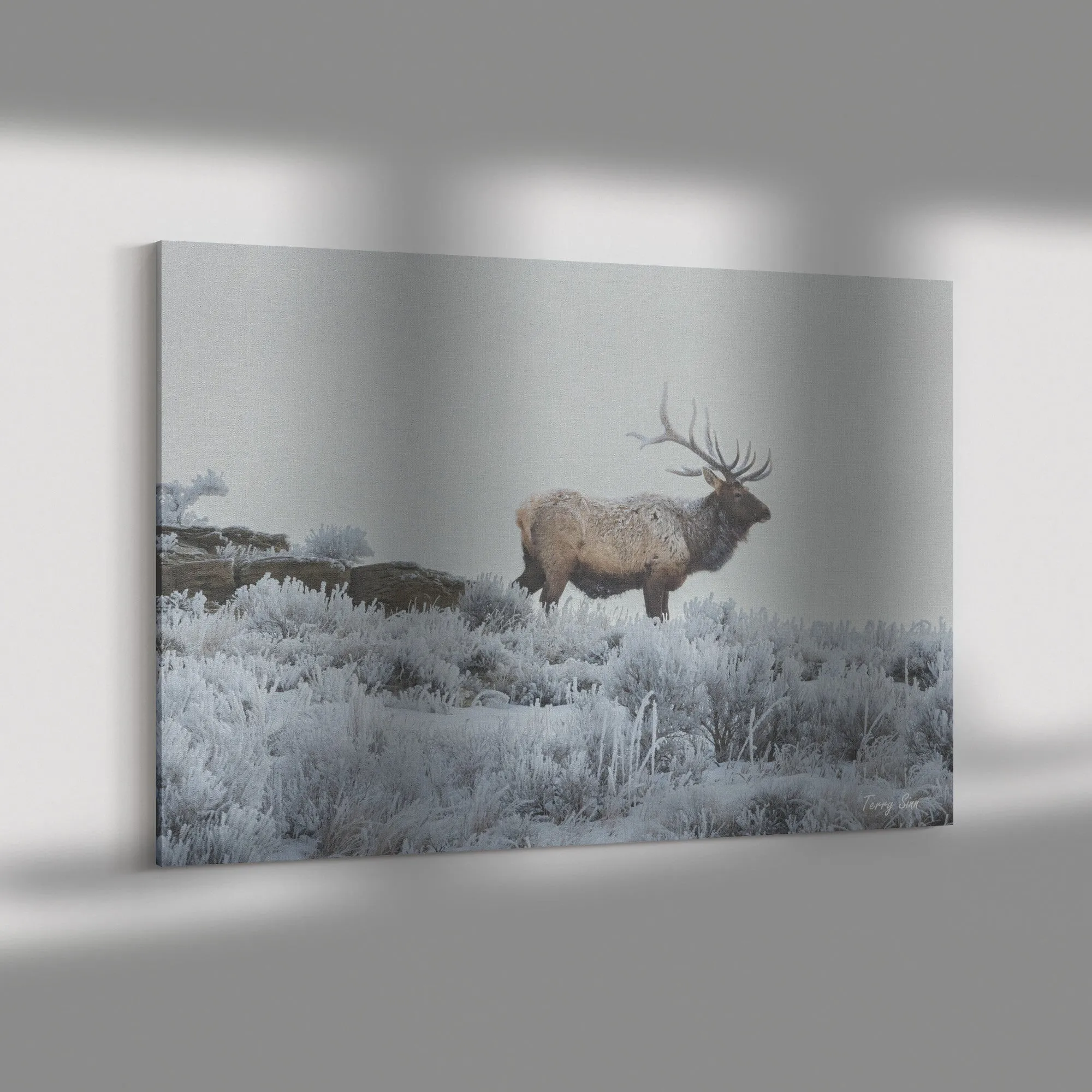 Elk Canvas by Terry Sinn