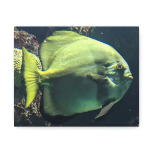 Fish Stretched Canvas