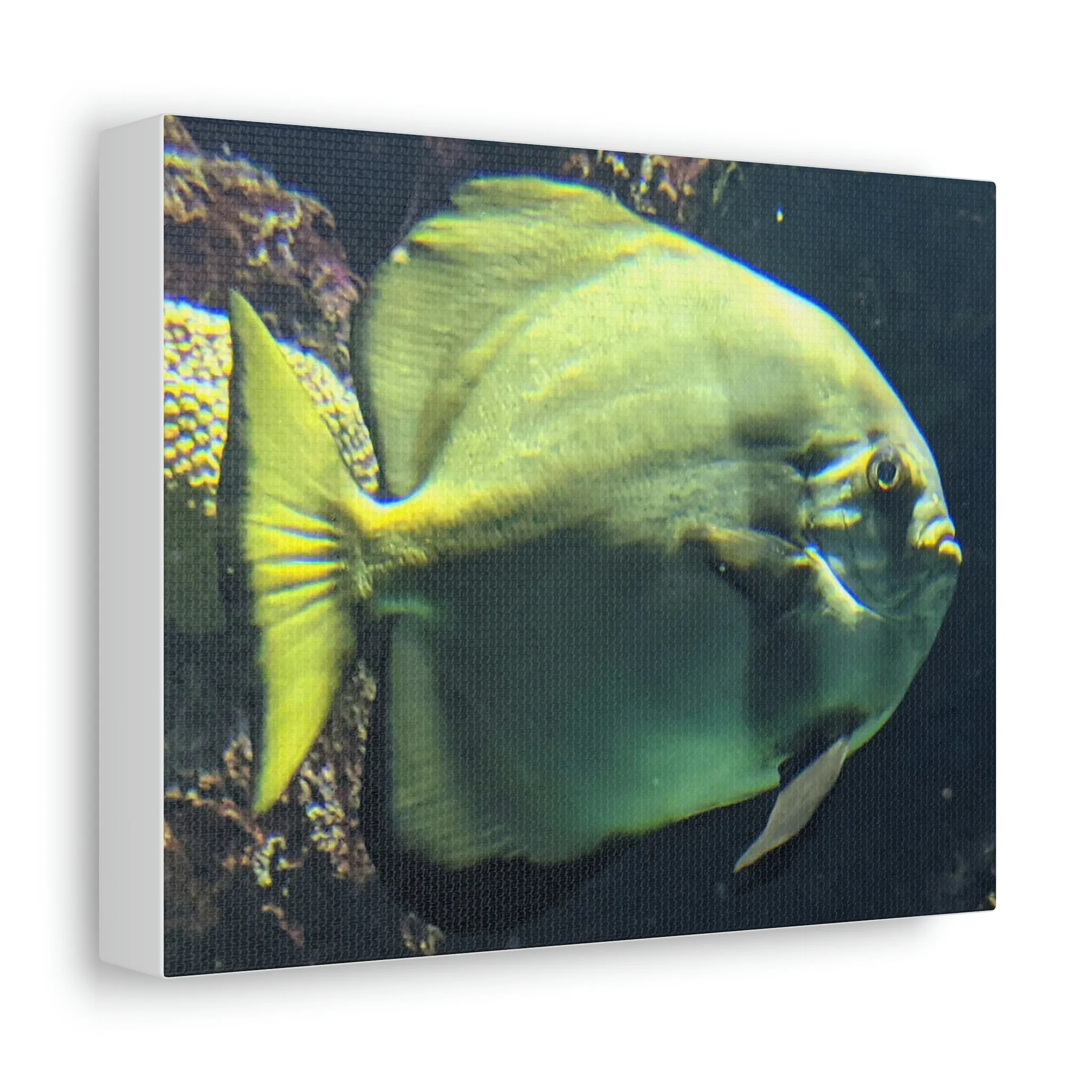 Fish Stretched Canvas