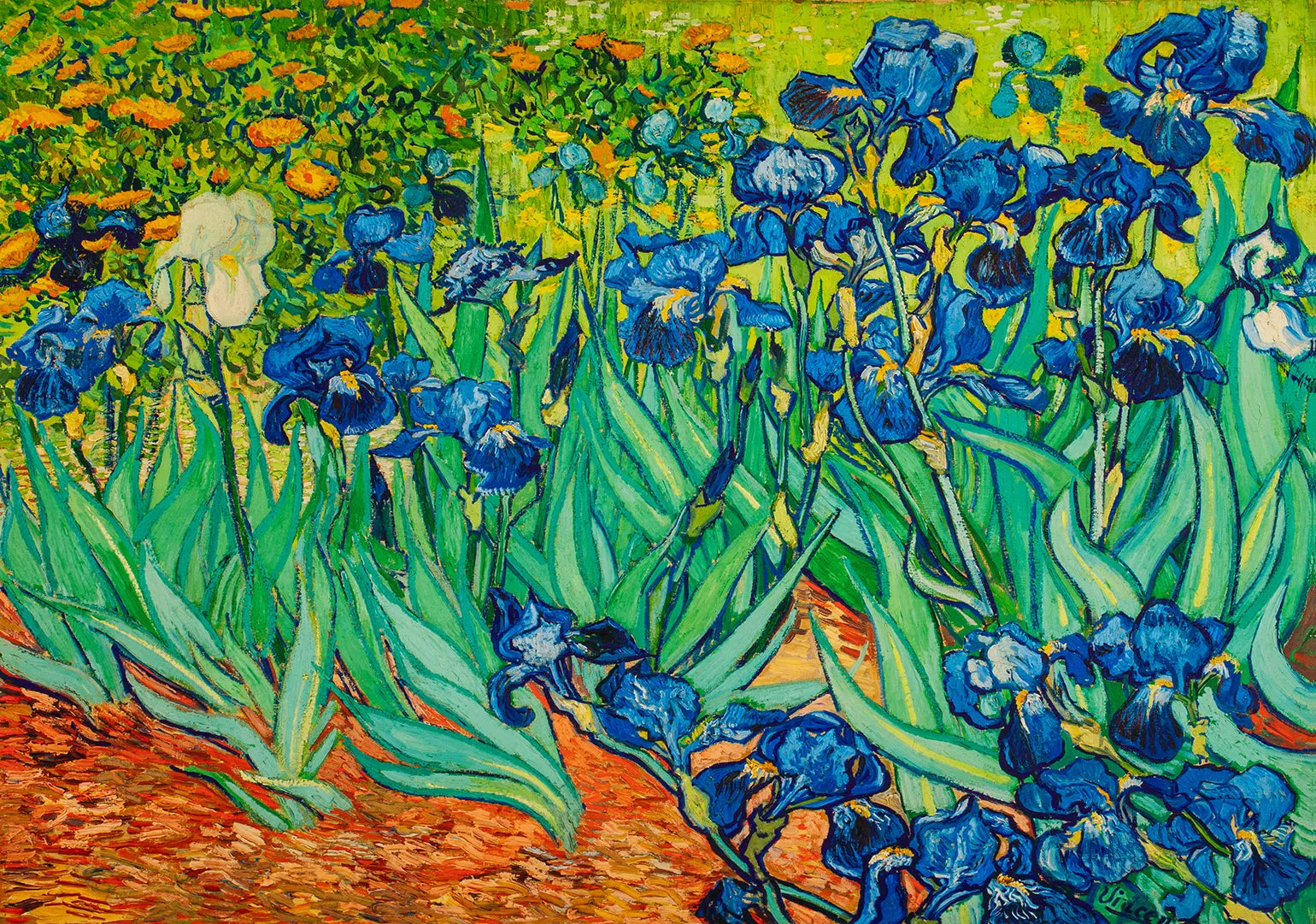 Irises - Painted by Vincent Van Gogh - Circa. 1890. High Quality Polyester Cotton Canvas Print. Rolled Canvas Available in 3 Sizes - Small, Medium, or Large. Stretched Canvas Option Available in One (1) Large Size - 70cm x 100cm.