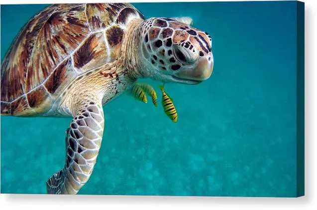 Sea Turtle  - Canvas Print