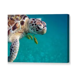 Sea Turtle  - Canvas Print