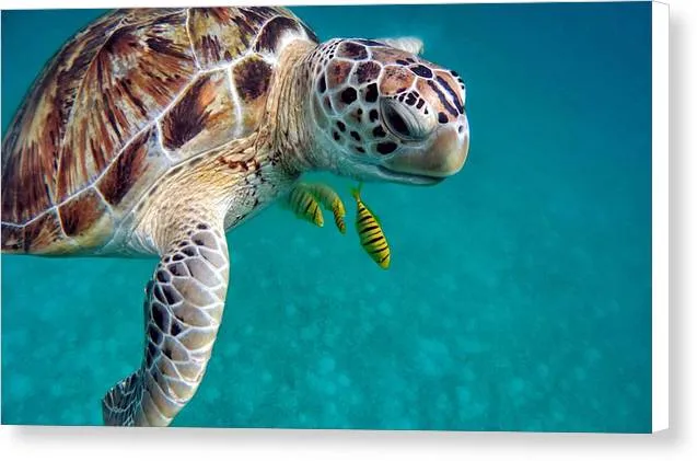 Sea Turtle  - Canvas Print