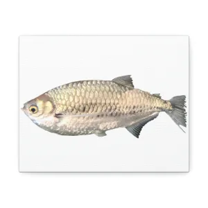 Silver Fish Stretched Canvas