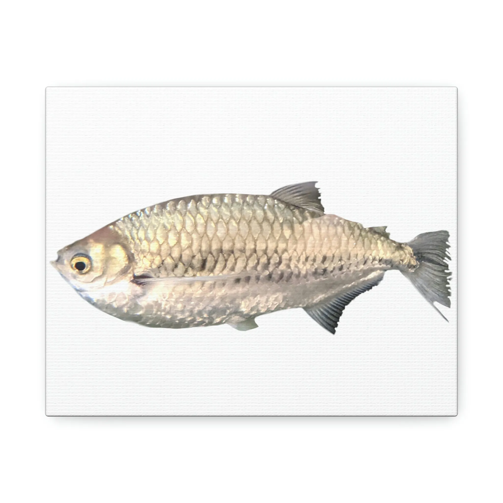 Silver Fish Stretched Canvas