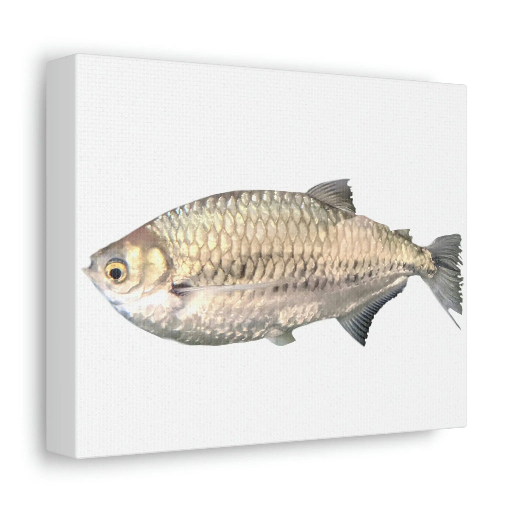 Silver Fish Stretched Canvas