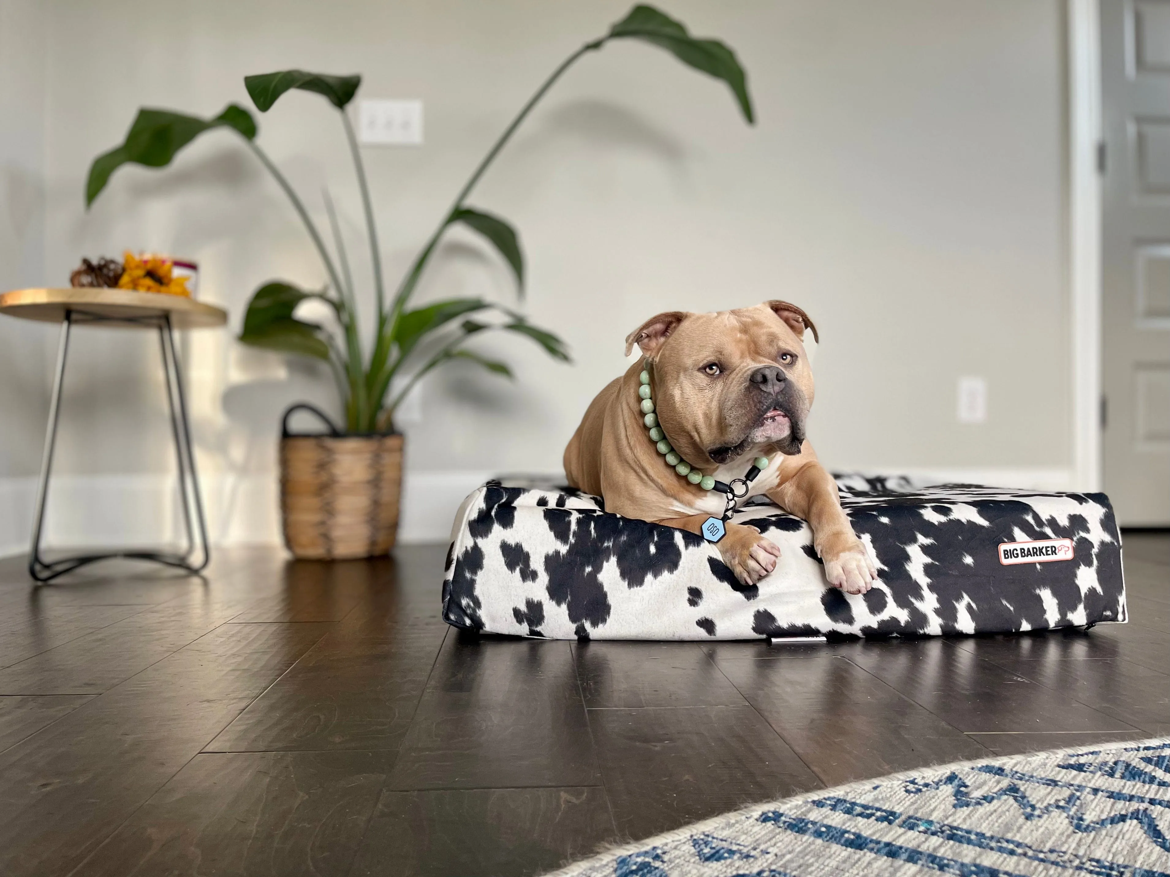 Sleek Edition | Limited Edition Animal Print