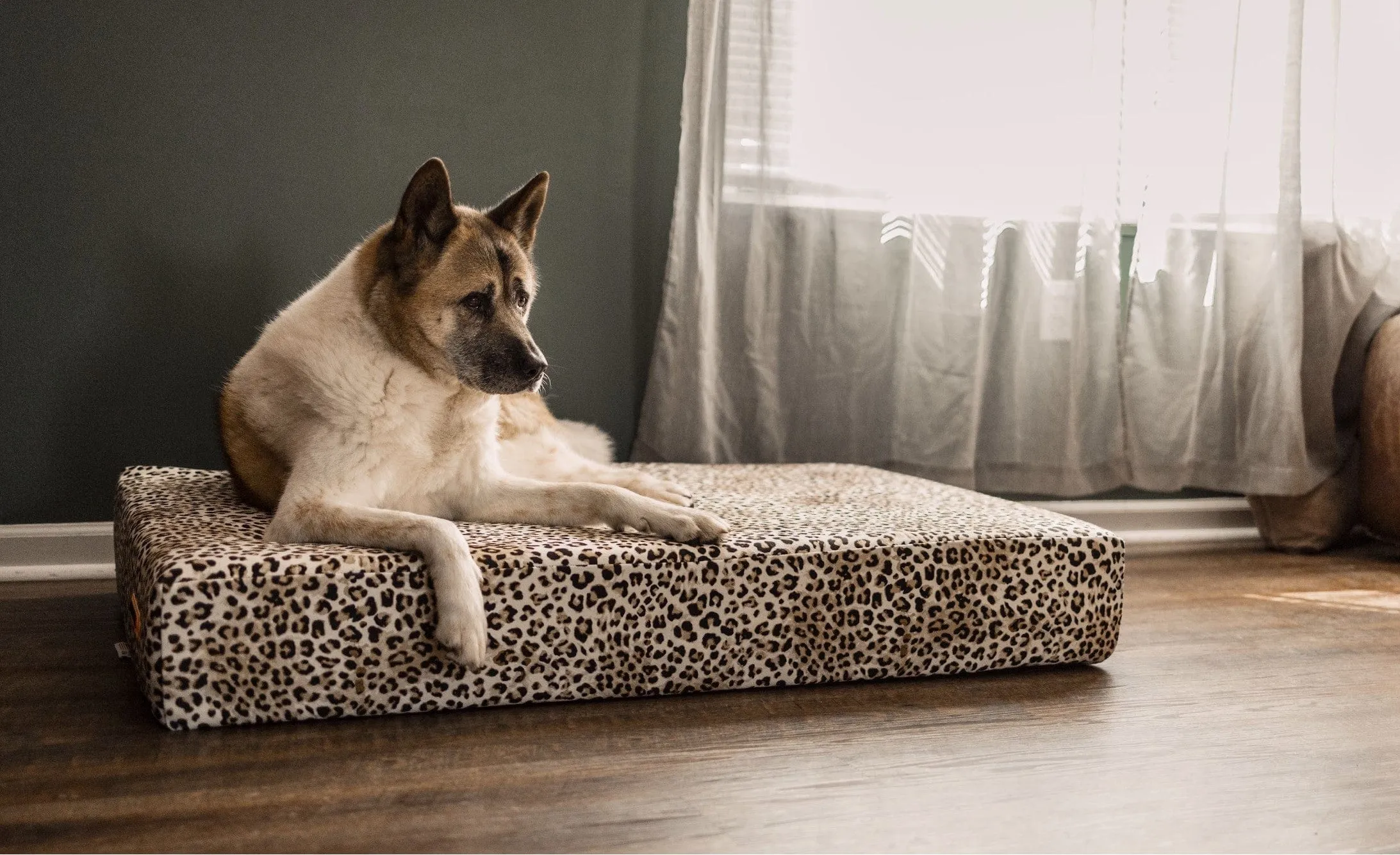 Sleek Edition | Limited Edition Animal Print