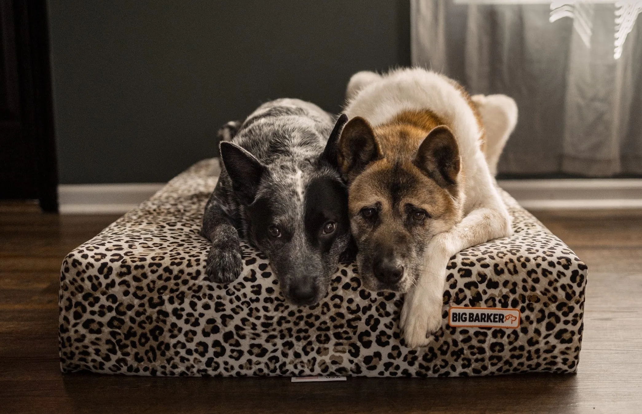 Sleek Edition | Limited Edition Animal Print