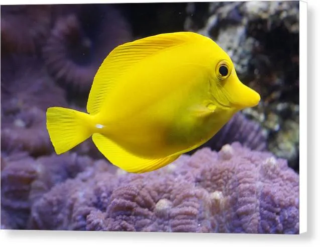 Yellow Tang - Canvas Print