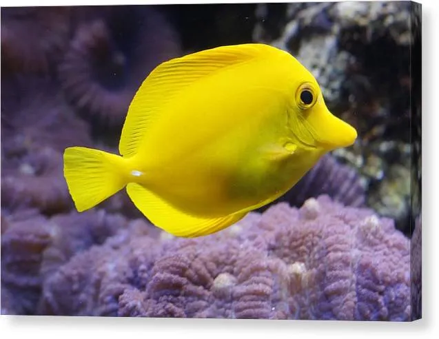 Yellow Tang - Canvas Print