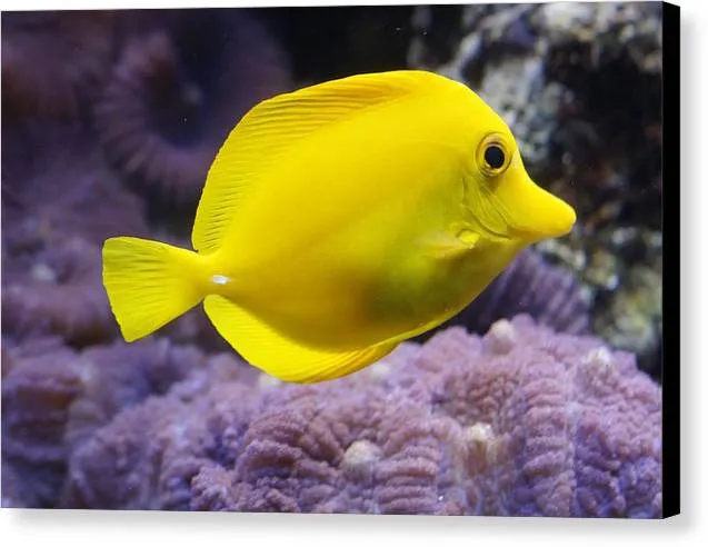 Yellow Tang - Canvas Print