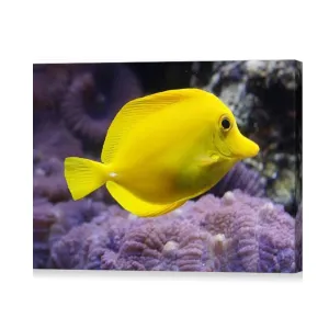 Yellow Tang - Canvas Print